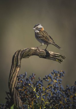 Rufous collared Sparrow, Pampas, Patagonia, Argentina clipart