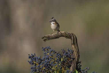 Rufous yakalı serçe, Pampas, Patagonya, Arjantin