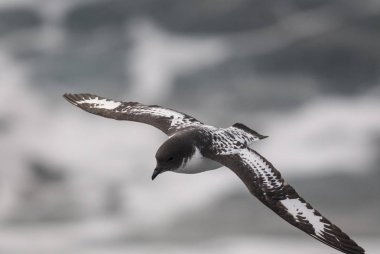 Cape Petrel, Antarctic bird, Antarctica clipart