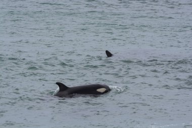 Orcas Patagonia, yarımada Valdes avcılık