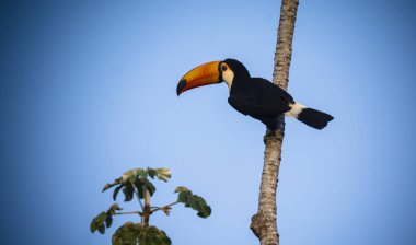 Toco toucan in forest environment, Pantanal, Brazil clipart