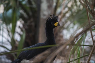 Çıplak Curassow bir orman ortamında, Pantanal Brezilya karşı karşıya
