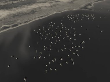 Flamingolar La Pampa, Arjantin için havadan görünümü