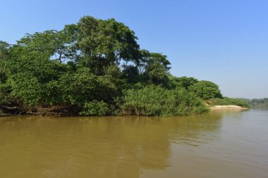 Nehir manzarası ve orman, Pantanal, Brezilya