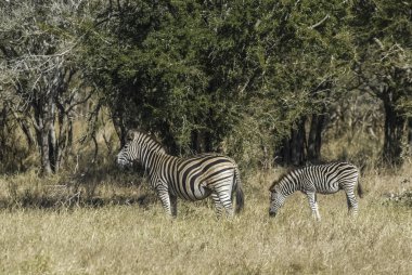 Zebralar Afrika Savannah sürüsü