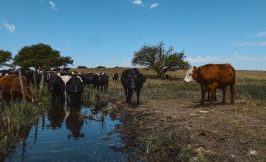 Grup ineklerin, Pampa, Argentina