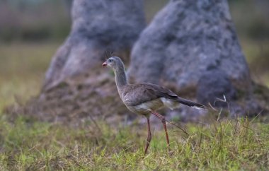 Kırmızı bacaklı Seriema, Pantanal, Brezilya