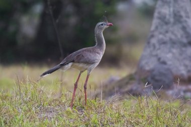 Kırmızı bacaklı Seriema, Pantanal, Brezilya