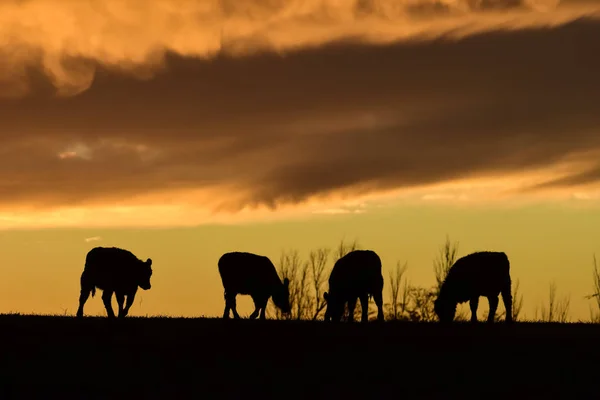Vacas Campo Pampa Patagonia Argentina — Foto de Stock