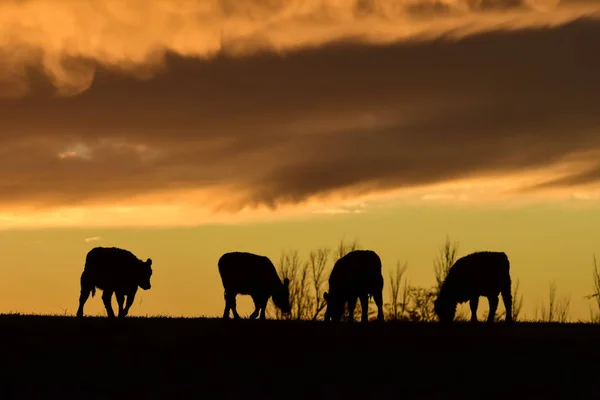 Kor Landsbygden Pampas Patagonien Argentina — Stockfoto