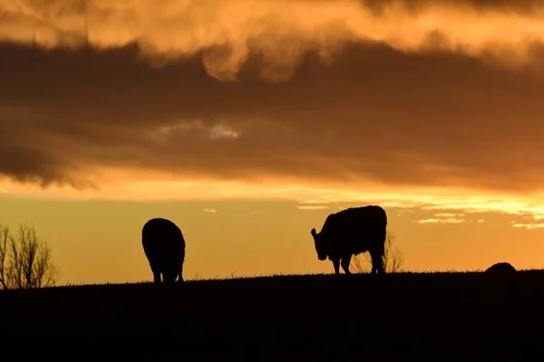 Коровы Сельской Местности Пампас Патагония Аргентина — стоковое фото