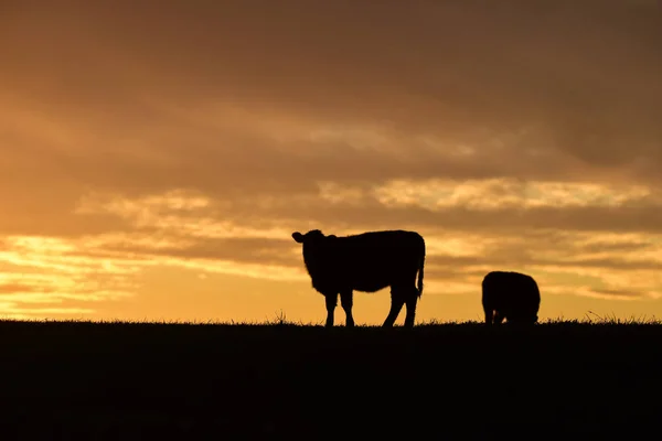 Vacas Campo Pampa Patagonia Argentina — Foto de Stock