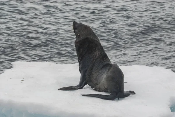 Foca Pelliccia Antartica Sulla Spiaggia Antartide — Foto Stock