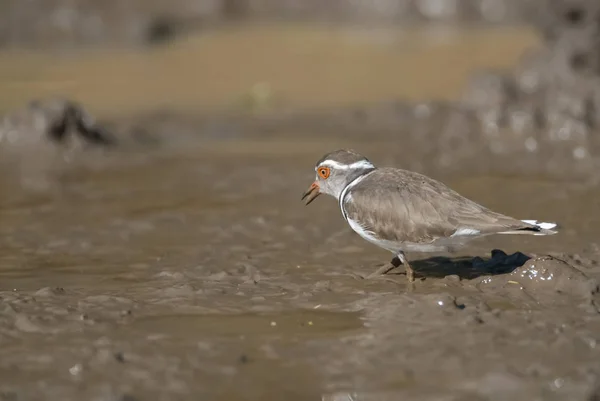 Três Plover Banhado Ambiente Pântano África Sul — Fotografia de Stock