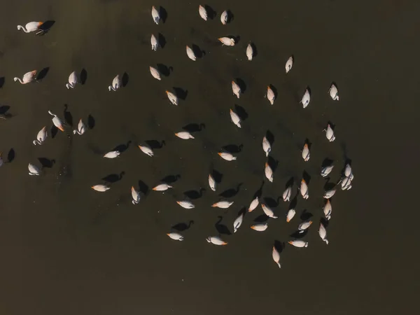 Вид Воздуха Фламинго Пампа Аргентина — стоковое фото