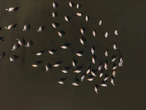 Aerial view of Flamingos in La Pampa, Argentina