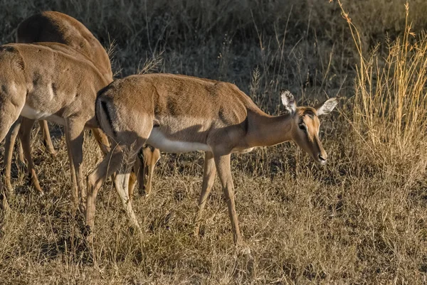 Impala Selvagem Animais África Sul — Fotografia de Stock