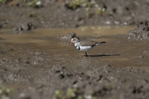 Três Plover Banhado Ambiente Pântano África Sul — Fotografia de Stock