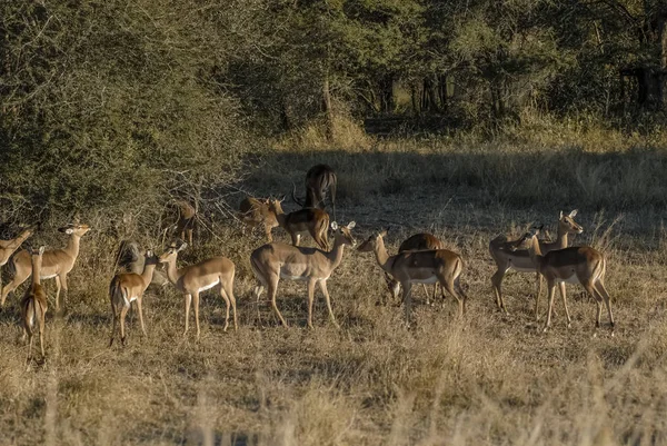 Wild Impala Animals South Africa — 스톡 사진