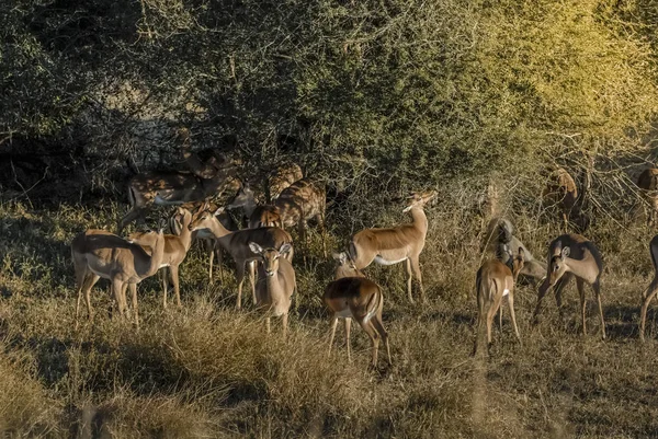 Wild Impala Animals South Africa — Stock Photo, Image