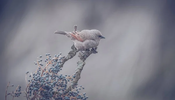 Ağacın Üzerinde Oturan Cowbird — Stok fotoğraf
