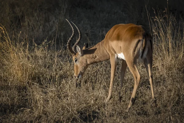 南非野生黑斑羚 — 图库照片