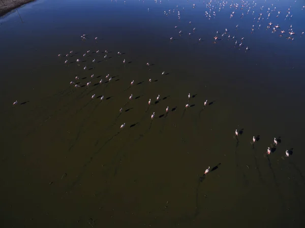 Aerial view of Flamingos in La Pampa, Argentina