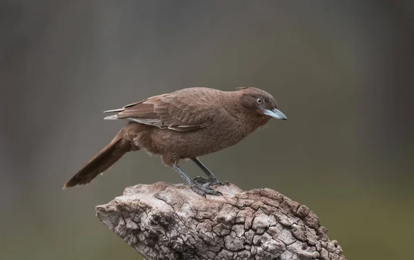 Καφέ Cacholote Πουλί Pampas Περιοχή Αργεντινή — Φωτογραφία Αρχείου