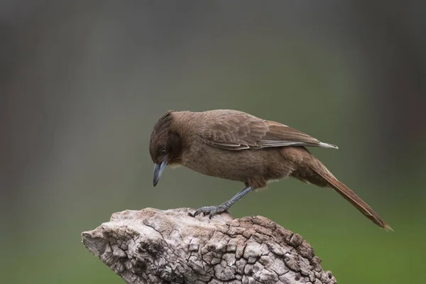 Pseudoseisura Brązowy Ptak Pampas Region Argentyna — Zdjęcie stockowe