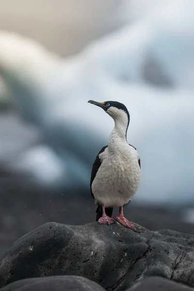 Kaiserlicher Kormoran Pauletinsel Antarktis — Stockfoto