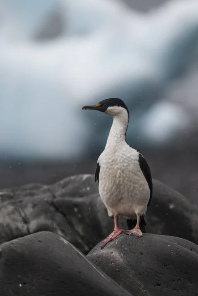 Imperial Cormorant Paulet Antarktis — Stockfoto