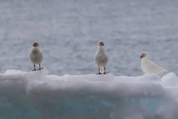 Ptaki Sheathbill Snowy Chionis Alba Lodzie Paulet Island Antarktyda — Zdjęcie stockowe