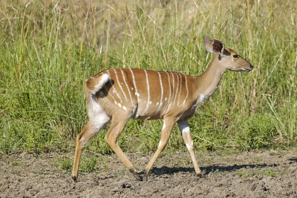 Antílope Salvaje Africano Naturaleza — Foto de Stock