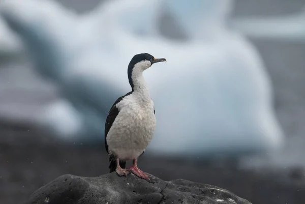 Corvo Marinho Imperial Ilha Paulet Antártida — Fotografia de Stock