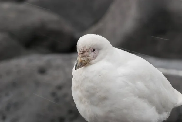 Pájaro Carey Nevado Chionis Alba Sobre Hielo Isla Paulet Antártida — Foto de Stock