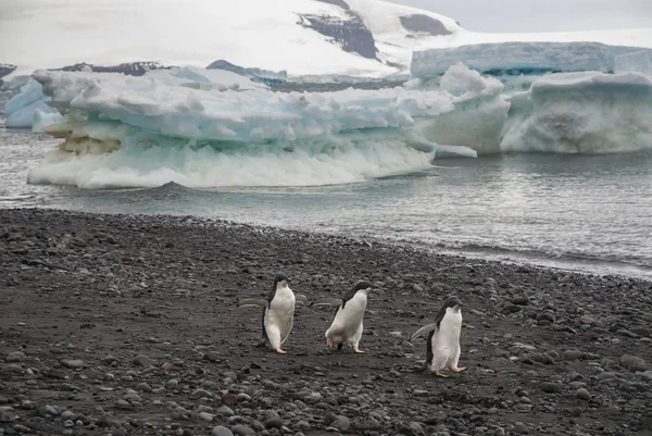 Pingüinos Adelie Isla Paulet Antártida —  Fotos de Stock