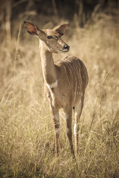 非洲野生羚羊在自然界中 — 图库照片