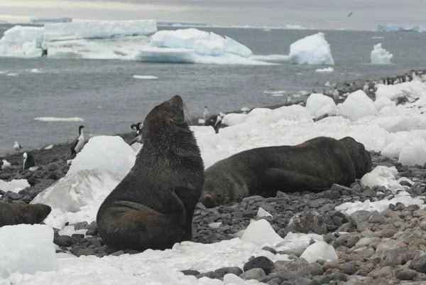 Foche Pelliccia Antartiche Sulla Spiaggia — Foto Stock