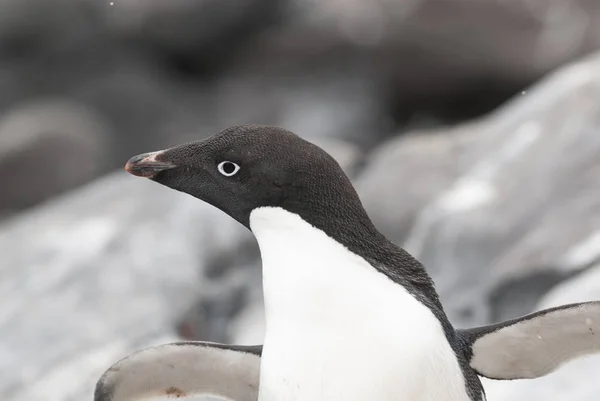 Adelie Pinguin Auf Paulet Island Antarktis — Stockfoto