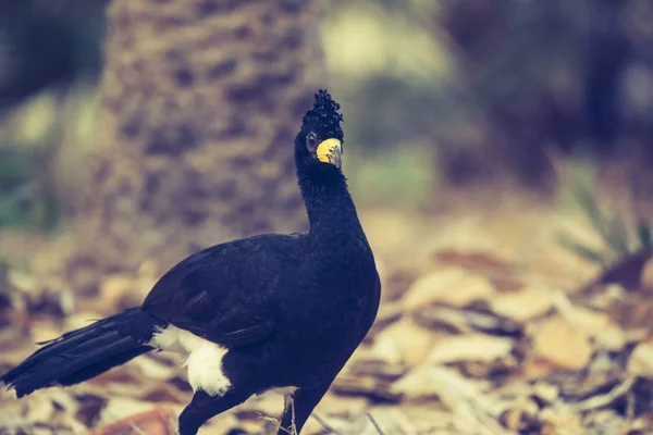 Curassow Enfrentado Nua Ambiente Selva Pantanal Brasil — Fotografia de Stock