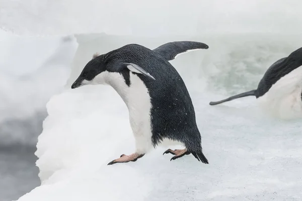 Pingüino Adelie Isla Paulet Antártida — Foto de Stock