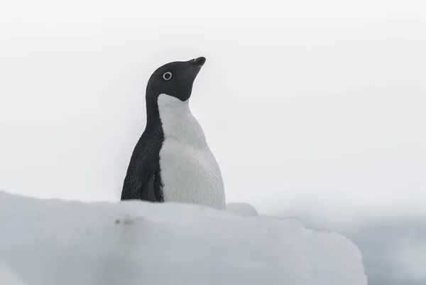 Adelie Penguin Paulet Island Antarctique — Photo