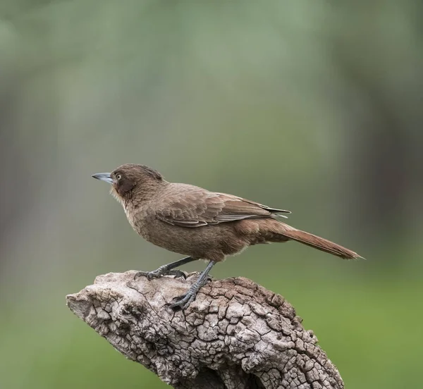 Cowbird Siedzi Drzewie — Zdjęcie stockowe