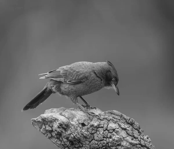 Pseudoseisura Brązowy Ptak Pampas Region Argentyna — Zdjęcie stockowe