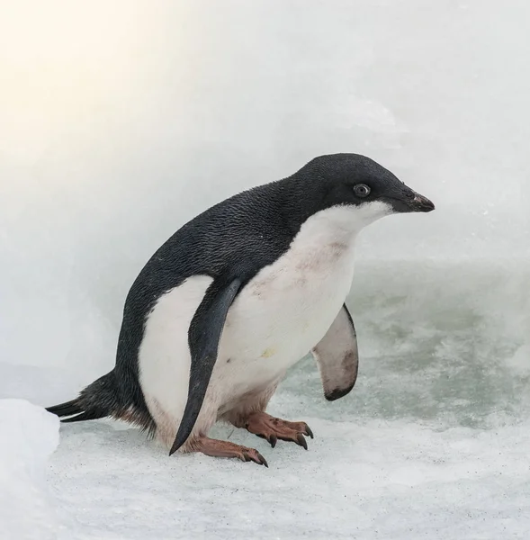 Adelie Penguin Wyspie Paulet Antarktyda — Zdjęcie stockowe