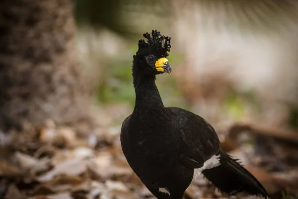 Bare Faced Curassow Jungle Environment Pantanal Brazil — Stock Photo, Image