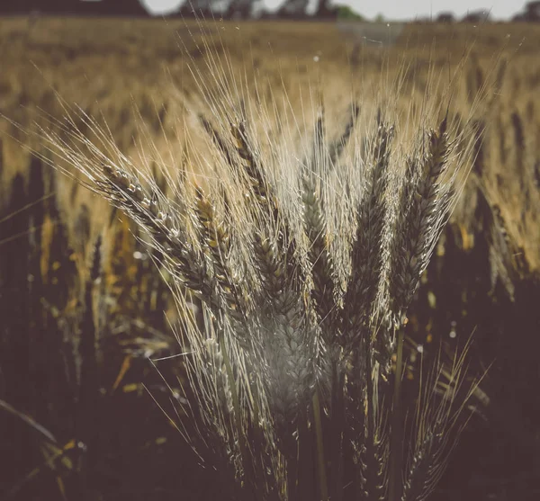 Wheat Spikes Pampa Argentina — Stock Photo, Image