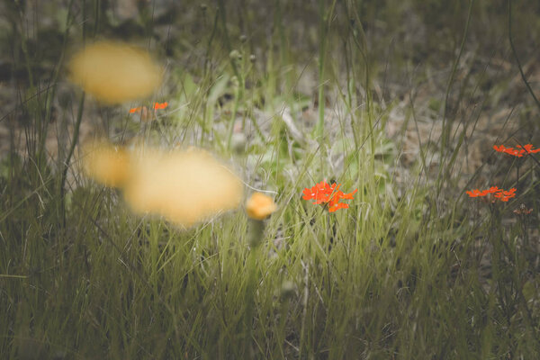 Wild flowers in spring, Patagonia, Argentina