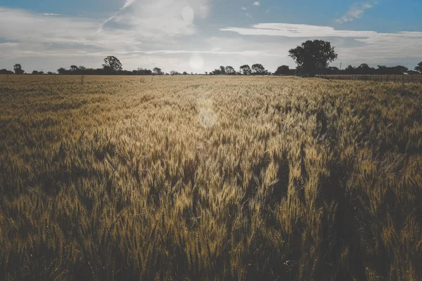 Vete Spikar Pampa Argentina — Stockfoto