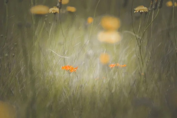 パタゴニア アルゼンチンの野生の花 — ストック写真